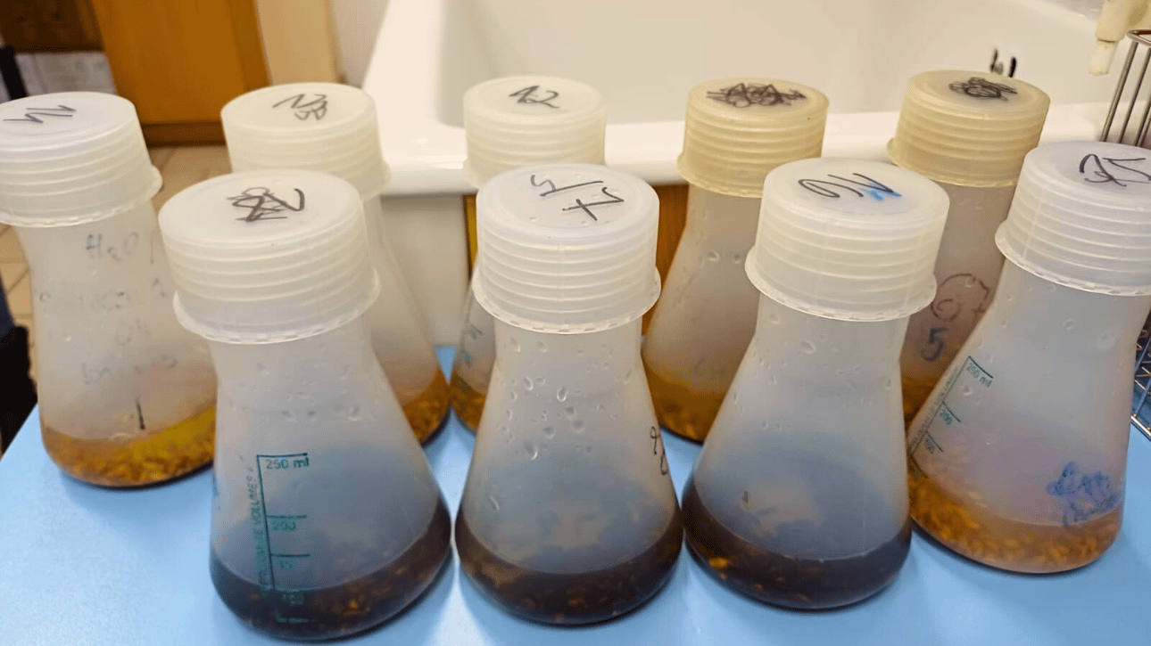 Analizy jakościowe ziarna z drugiego sezonu wegetacyjnego